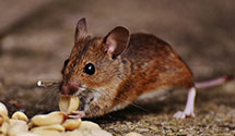 24 Hour & Emergency Exterminators in Manassas, VA